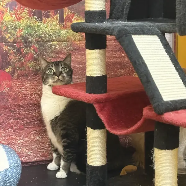 Happy cat at K9 Rox Club boarding
